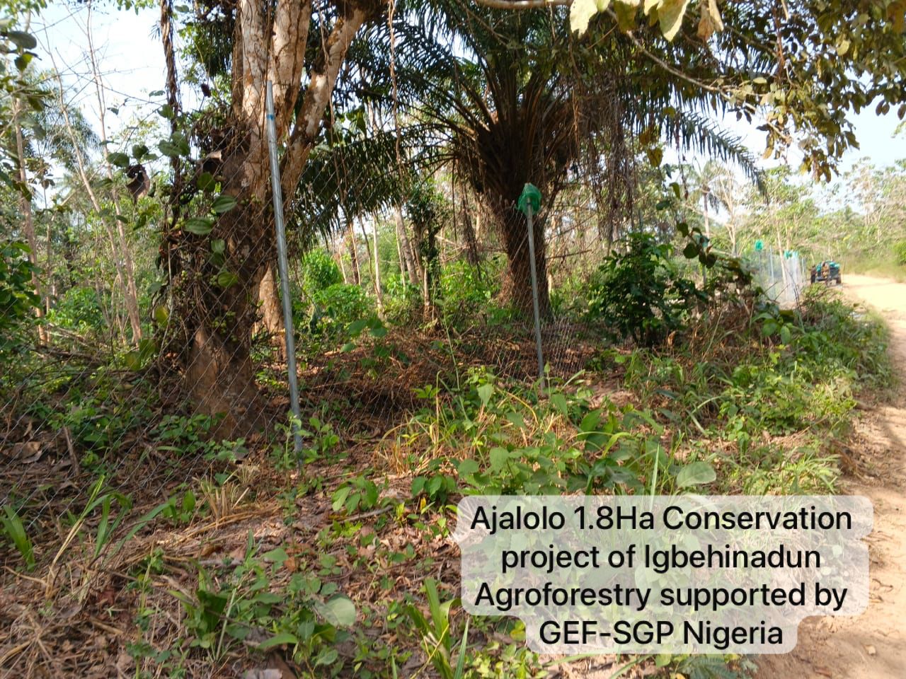 Field photograph from Igbehinadun Agroforestry