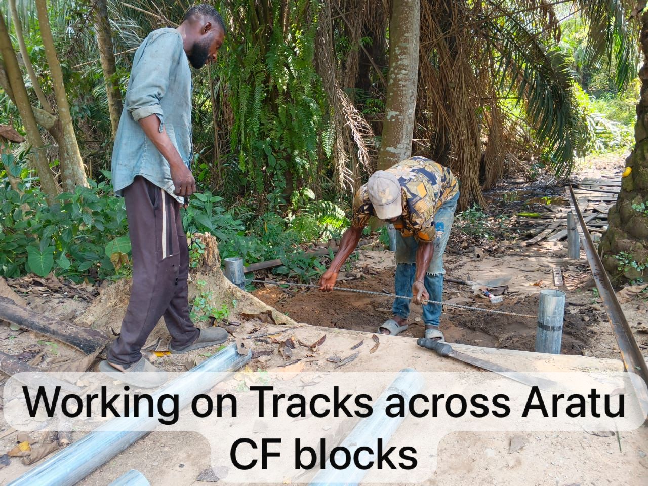 Field photograph from Igbehinadun Agroforestry