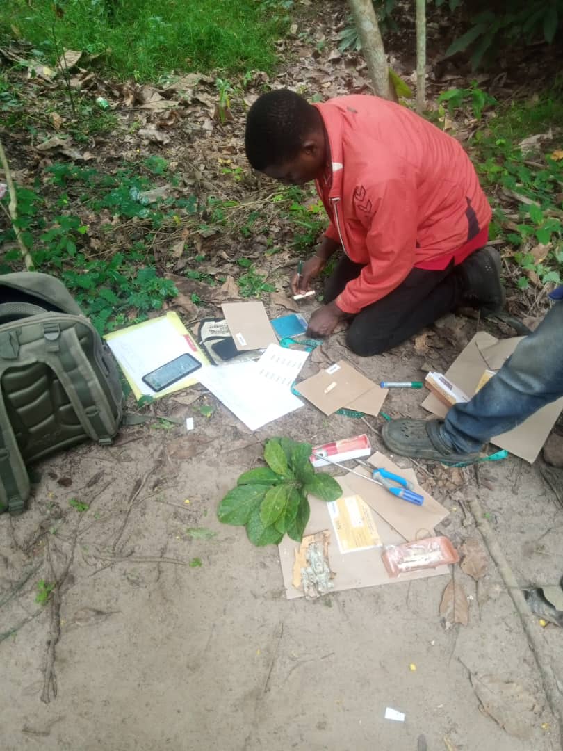 Field photograph from Igbehinadun Agroforestry