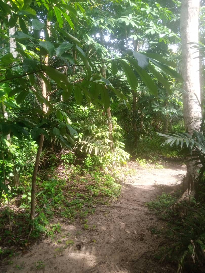 Field photograph from Igbehinadun Agroforestry