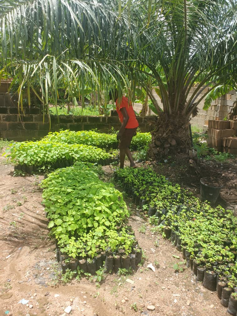 Field photograph from Igbehinadun Agroforestry